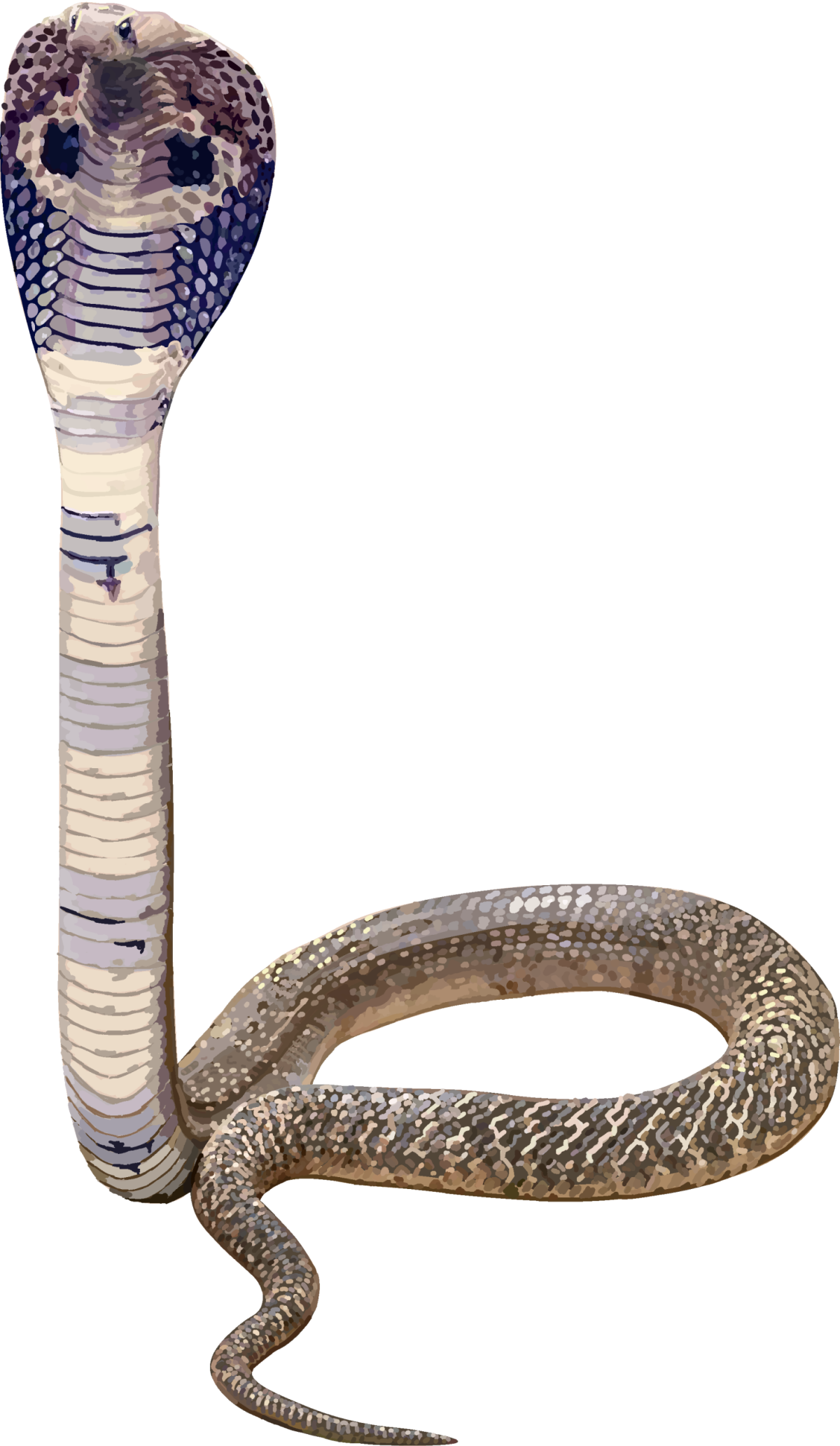 cobra