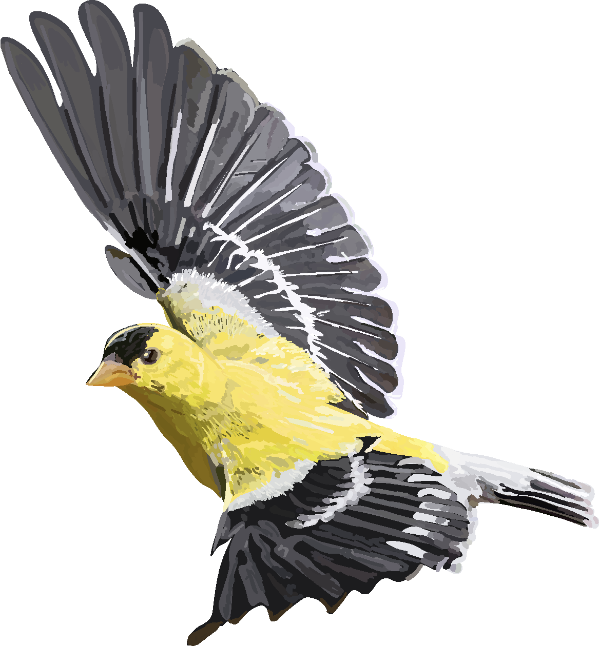 goldfinch