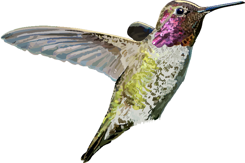 hummingbird