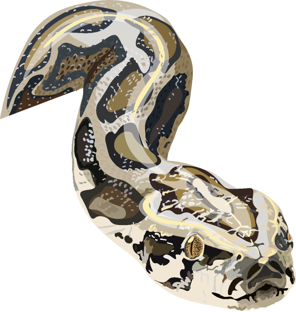 python head